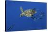 Loggerhead Turtle (Caretta Caretta) with a Shoal of Pilot Fish, Pico, Azores, Portugal, June-Lundgren-Stretched Canvas