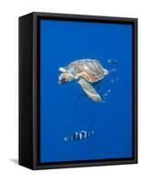 Loggerhead Turtle (Caretta Caretta) with a Shoal of Pilot Fish, Pico, Azores, Portugal, June-Lundgren-Framed Stretched Canvas