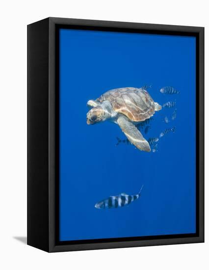 Loggerhead Turtle (Caretta Caretta) with a Shoal of Pilot Fish, Pico, Azores, Portugal, June-Lundgren-Framed Stretched Canvas
