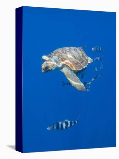 Loggerhead Turtle (Caretta Caretta) with a Shoal of Pilot Fish, Pico, Azores, Portugal, June-Lundgren-Stretched Canvas