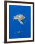 Loggerhead Turtle (Caretta Caretta) with a Shoal of Pilot Fish, Pico, Azores, Portugal, June-Lundgren-Framed Photographic Print