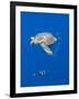 Loggerhead Turtle (Caretta Caretta) with a Shoal of Pilot Fish, Pico, Azores, Portugal, June-Lundgren-Framed Photographic Print