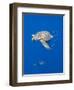 Loggerhead Turtle (Caretta Caretta) with a Shoal of Pilot Fish, Pico, Azores, Portugal, June-Lundgren-Framed Photographic Print