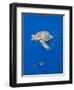 Loggerhead Turtle (Caretta Caretta) with a Shoal of Pilot Fish, Pico, Azores, Portugal, June-Lundgren-Framed Photographic Print