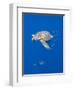 Loggerhead Turtle (Caretta Caretta) with a Shoal of Pilot Fish, Pico, Azores, Portugal, June-Lundgren-Framed Photographic Print