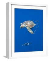 Loggerhead Turtle (Caretta Caretta) with a Shoal of Pilot Fish, Pico, Azores, Portugal, June-Lundgren-Framed Photographic Print