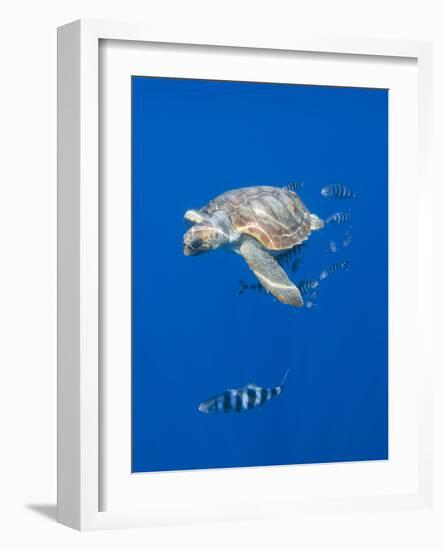 Loggerhead Turtle (Caretta Caretta) with a Shoal of Pilot Fish, Pico, Azores, Portugal, June-Lundgren-Framed Photographic Print