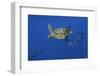 Loggerhead Turtle (Caretta Caretta) with a Shoal of Pilot Fish, Pico, Azores, Portugal, June-Lundgren-Framed Photographic Print