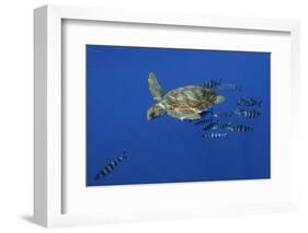 Loggerhead Turtle (Caretta Caretta) with a Shoal of Pilot Fish, Pico, Azores, Portugal, June-Lundgren-Framed Photographic Print