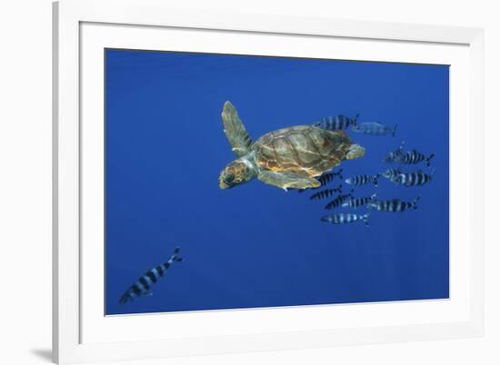 Loggerhead Turtle (Caretta Caretta) with a Shoal of Pilot Fish, Pico, Azores, Portugal, June-Lundgren-Framed Photographic Print