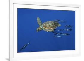 Loggerhead Turtle (Caretta Caretta) with a Shoal of Pilot Fish, Pico, Azores, Portugal, June-Lundgren-Framed Photographic Print