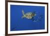 Loggerhead Turtle (Caretta Caretta) with a Shoal of Pilot Fish, Pico, Azores, Portugal, June-Lundgren-Framed Photographic Print