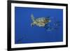 Loggerhead Turtle (Caretta Caretta) with a Shoal of Pilot Fish, Pico, Azores, Portugal, June-Lundgren-Framed Photographic Print