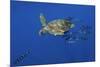 Loggerhead Turtle (Caretta Caretta) with a Shoal of Pilot Fish, Pico, Azores, Portugal, June-Lundgren-Mounted Photographic Print