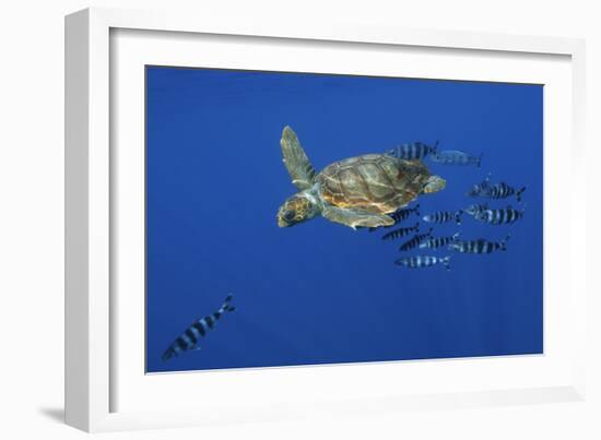 Loggerhead Turtle (Caretta Caretta) with a Shoal of Pilot Fish, Pico, Azores, Portugal, June-Lundgren-Framed Photographic Print