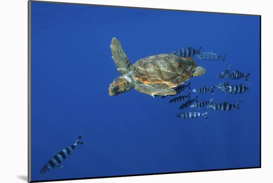 Loggerhead Turtle (Caretta Caretta) with a Shoal of Pilot Fish, Pico, Azores, Portugal, June-Lundgren-Mounted Photographic Print