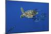 Loggerhead Turtle (Caretta Caretta) with a Shoal of Pilot Fish, Pico, Azores, Portugal, June-Lundgren-Mounted Photographic Print