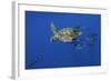 Loggerhead Turtle (Caretta Caretta) with a Shoal of Pilot Fish, Pico, Azores, Portugal, June-Lundgren-Framed Photographic Print