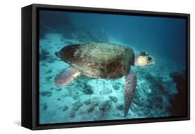 Loggerhead Turtle Female-null-Framed Stretched Canvas