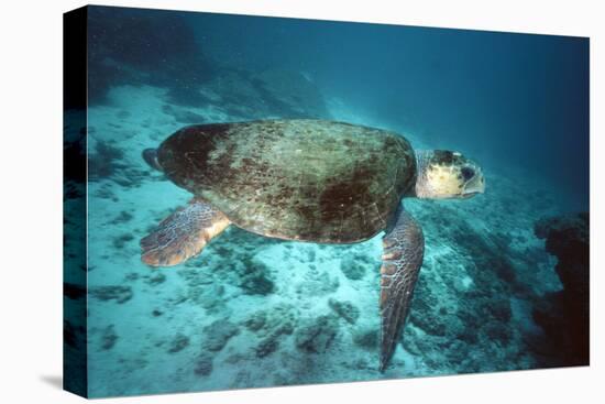 Loggerhead Turtle Female-null-Stretched Canvas