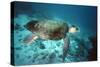 Loggerhead Turtle Female-null-Stretched Canvas