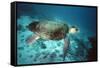 Loggerhead Turtle Female-null-Framed Stretched Canvas