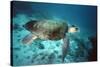 Loggerhead Turtle Female-null-Stretched Canvas