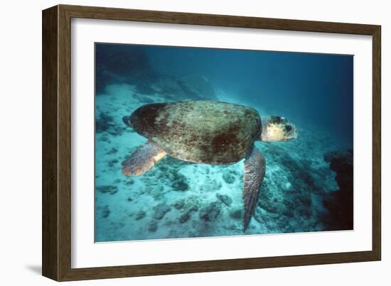 Loggerhead Turtle Female-null-Framed Photographic Print