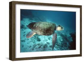 Loggerhead Turtle Female-null-Framed Photographic Print