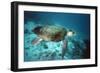 Loggerhead Turtle Female-null-Framed Photographic Print