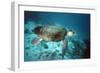 Loggerhead Turtle Female-null-Framed Photographic Print