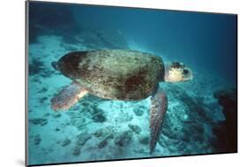 Loggerhead Turtle Female-null-Mounted Photographic Print