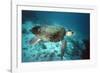 Loggerhead Turtle Female-null-Framed Photographic Print