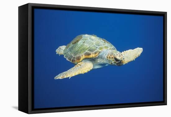 Loggerhead Turtle Front to Side View-null-Framed Stretched Canvas