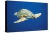Loggerhead Turtle Front to Side View-null-Stretched Canvas