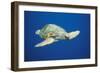 Loggerhead Turtle Front to Side View-null-Framed Photographic Print