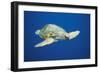 Loggerhead Turtle Front to Side View-null-Framed Photographic Print