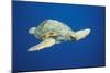 Loggerhead Turtle Front to Side View-null-Mounted Photographic Print