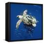 Loggerhead Turtle Juvenile with Pilot Fish-null-Framed Stretched Canvas