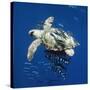 Loggerhead Turtle Juvenile with Pilot Fish-null-Stretched Canvas