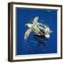 Loggerhead Turtle Juvenile with Pilot Fish-null-Framed Photographic Print