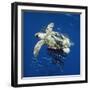 Loggerhead Turtle Juvenile with Pilot Fish-null-Framed Photographic Print