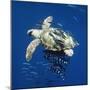 Loggerhead Turtle Juvenile with Pilot Fish-null-Mounted Photographic Print
