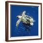 Brown Frame
