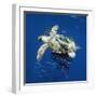 White Frame