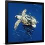 Gramercy Black