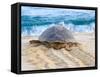 Loggerhead Turtle, Nagata, Kagoshima, Yakushima, Japan-Rob Tilley-Framed Stretched Canvas