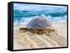 Loggerhead Turtle, Nagata, Kagoshima, Yakushima, Japan-Rob Tilley-Framed Stretched Canvas