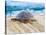 Loggerhead Turtle, Nagata, Kagoshima, Yakushima, Japan-Rob Tilley-Stretched Canvas