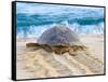 Loggerhead Turtle, Nagata, Kagoshima, Yakushima, Japan-Rob Tilley-Framed Stretched Canvas